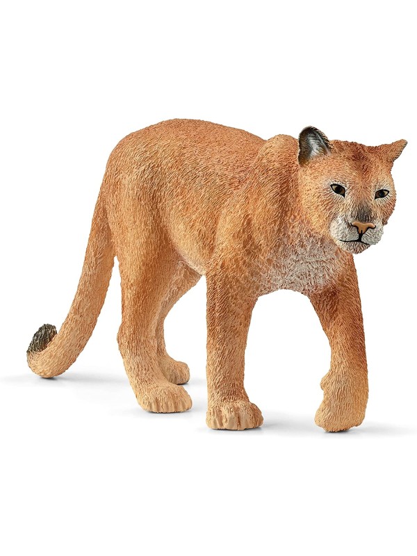 Wild life - Puma