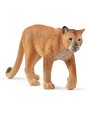 Wild life - Puma