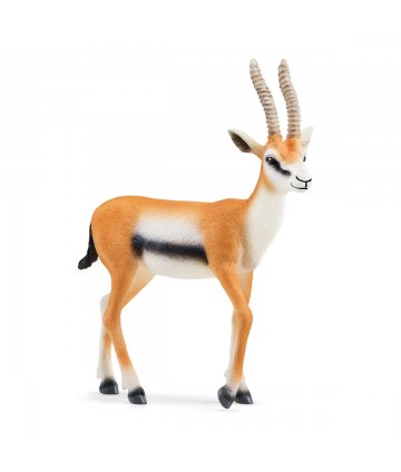 Wild life - Gazelle