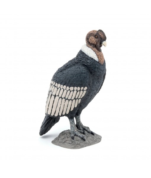 Condor