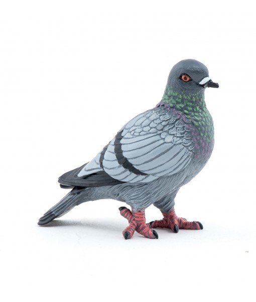 Pigeon