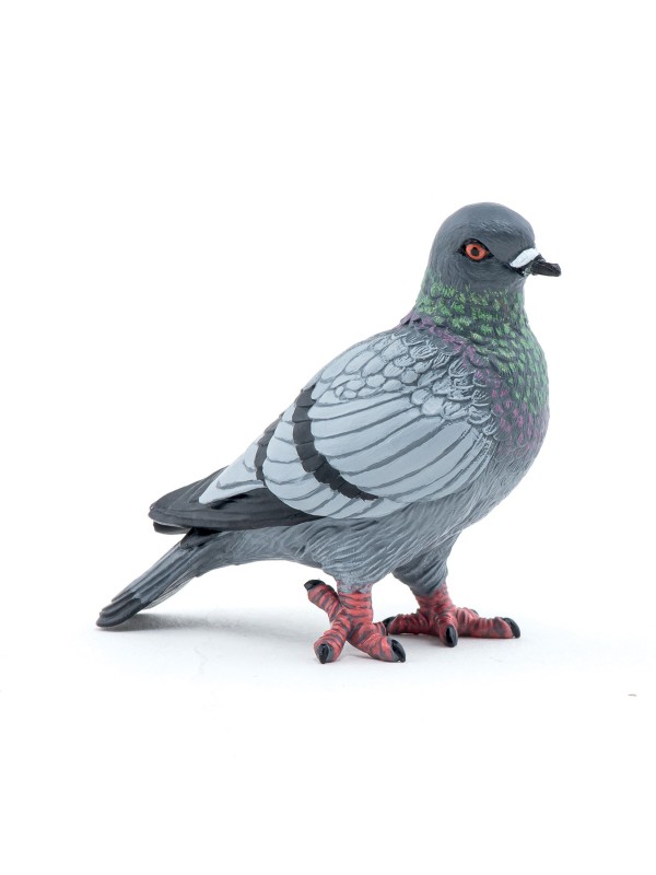 Pigeon
