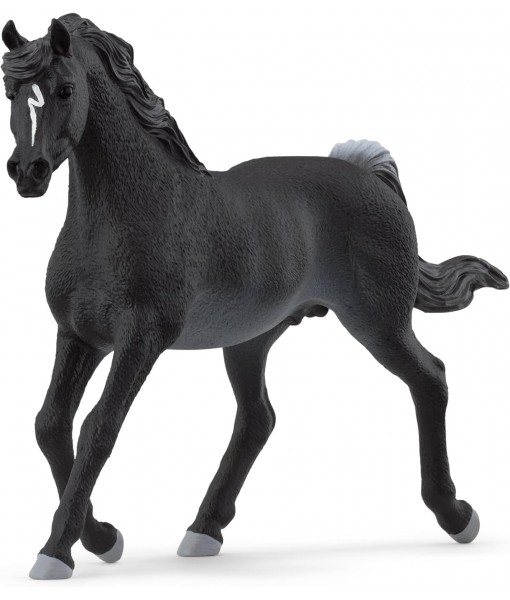Horse club - Etalon arabe