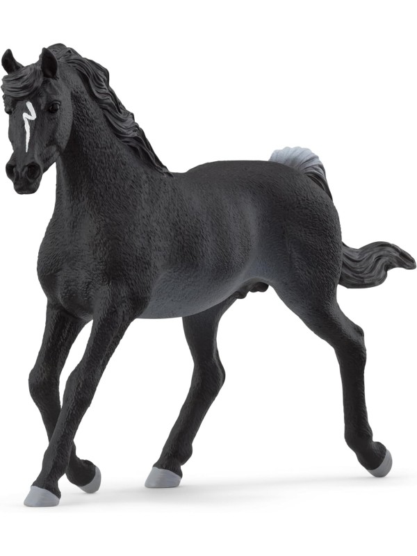 Horse club - Etalon arabe