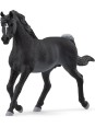 Horse club - Etalon arabe
