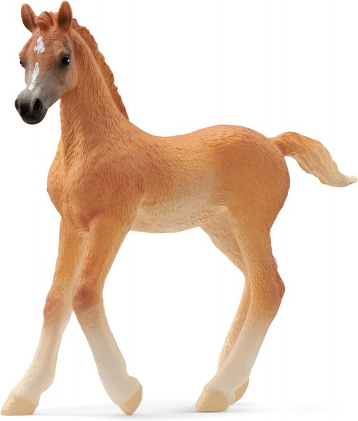 Horse club - Poulain arabe
