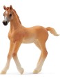 Horse club - Poulain arabe