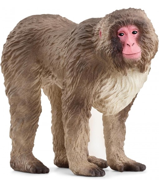 Wild life - Macaque japonais