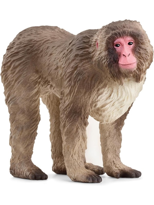 Wild life - Macaque japonais