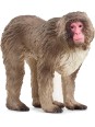 Wild life - Macaque japonais