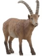 Wild life - Bouquetin