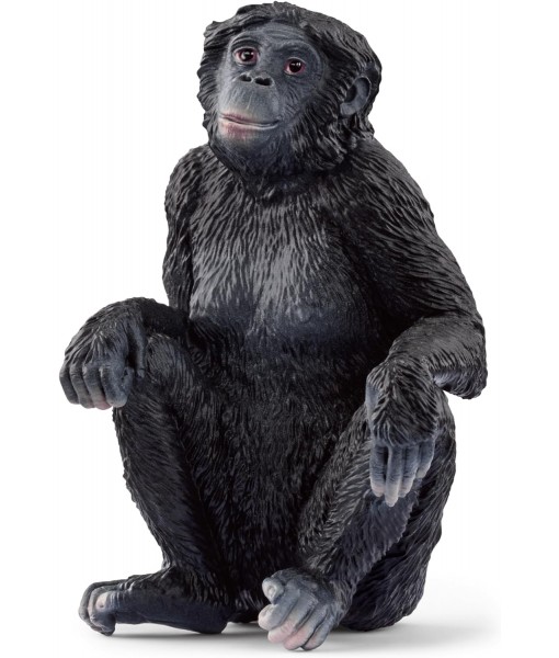 Wild life - Femelle bonobo