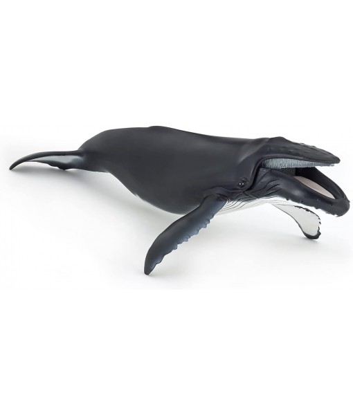 Baleine à bosse