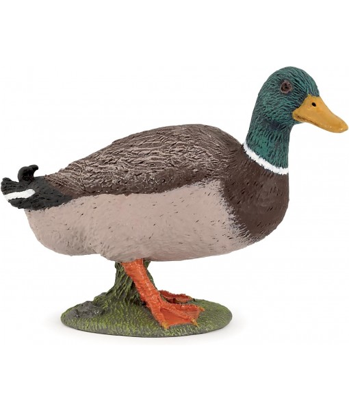 Canard colvert