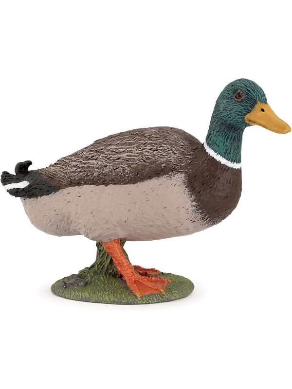 Canard colvert