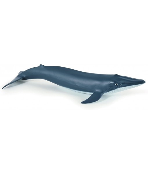Bébé baleine bleue