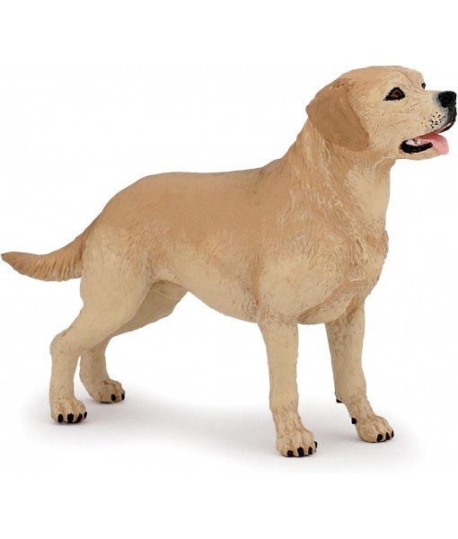 Labrador