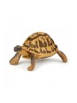 Tortue d'Hermann
