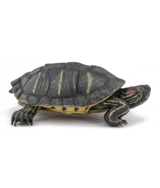Tortue de Floride