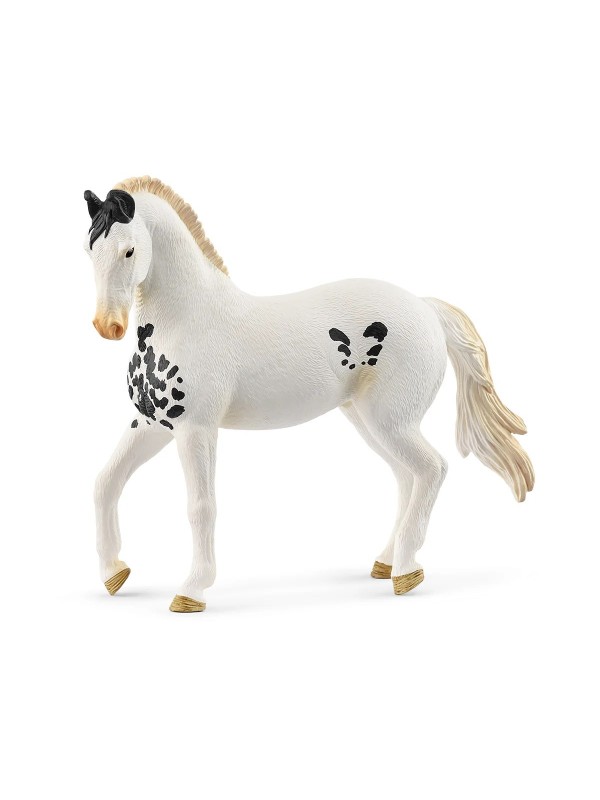 Horse club - Etalon marwari