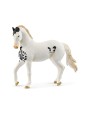 Horse club - Etalon marwari