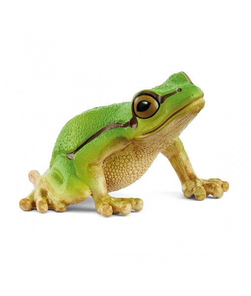 Wild life - Rainette verte