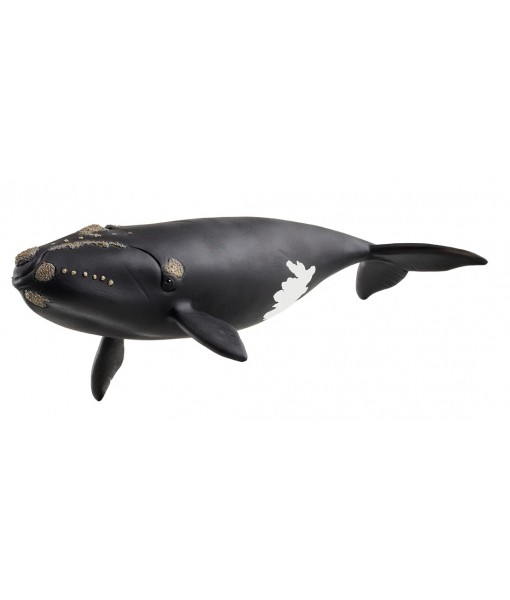 Wild life - Baleine de l'Atlantique