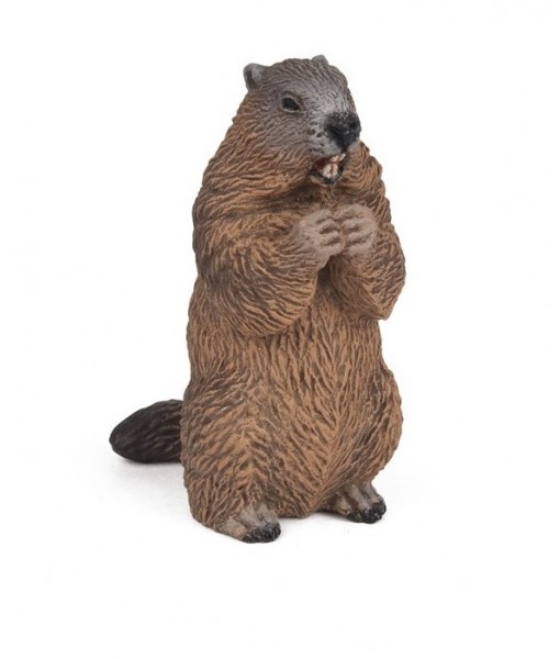 Marmotte