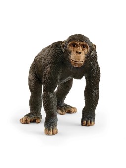 Wild life - Chimpanzé