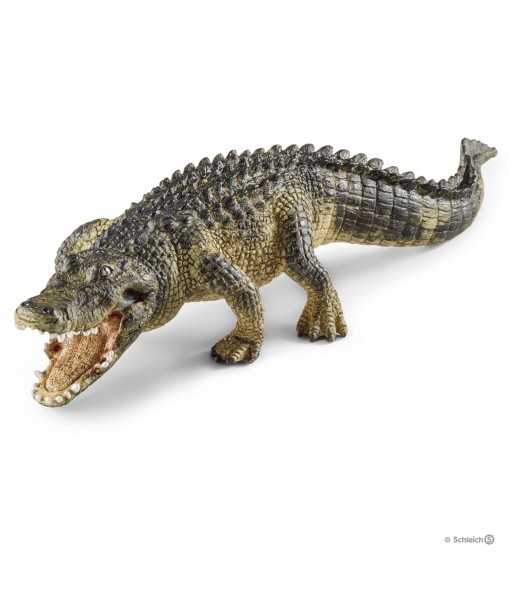 Wild life - Alligator
