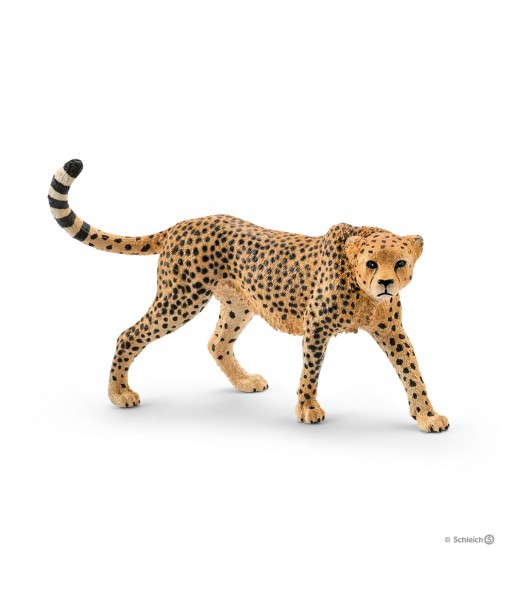 Wild life - Guépard femelle