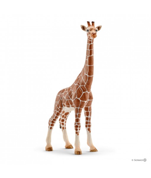 Wild life - Girafe femelle