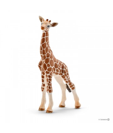 Wild life - Bébé girafe