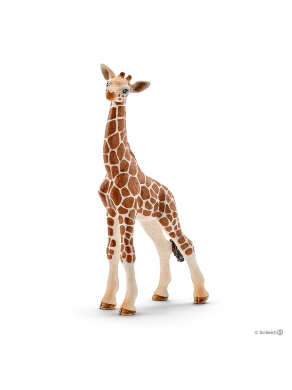 Wild life - Bébé girafe