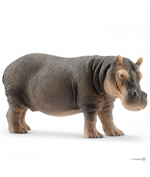 Wild life - Hippopotame