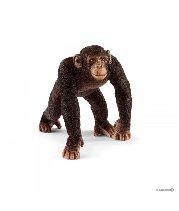 Wild life - Chimpanzé mâle
