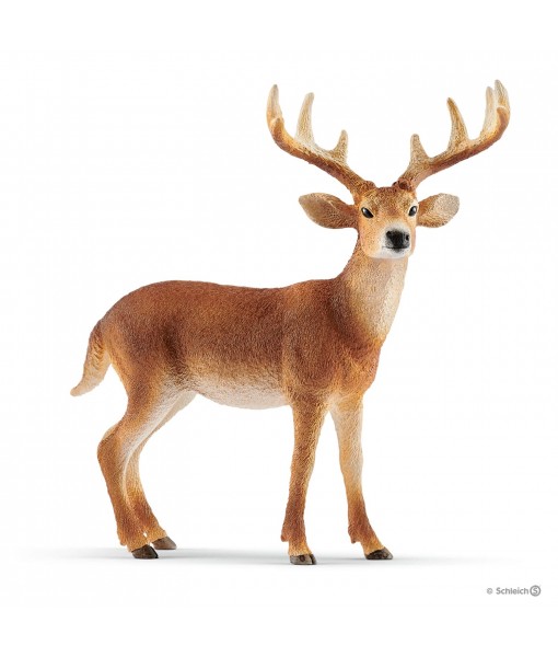 Wild life - Cerf de Virginie