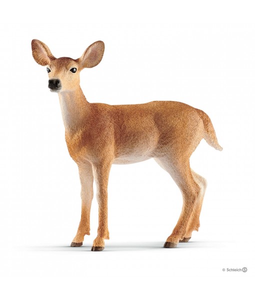 Wild life - Biche de Virginie