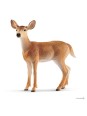Wild life - Biche de Virginie