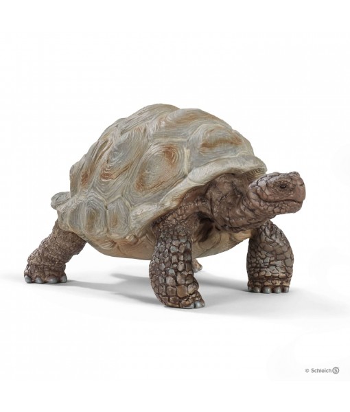 Wild life - Tortue géante