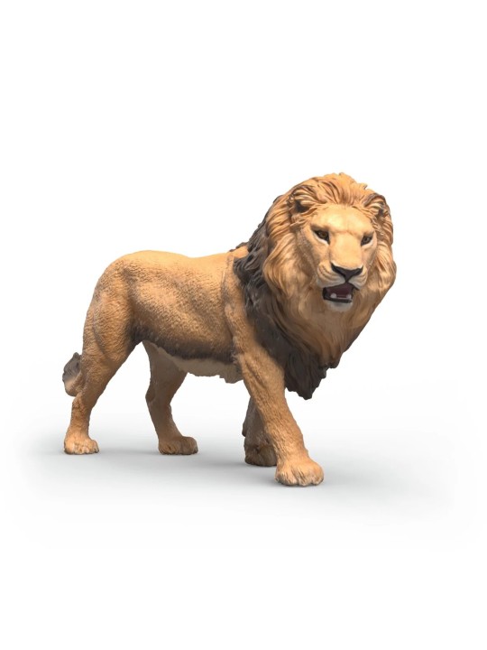 Wild life - Lion d'Afrique