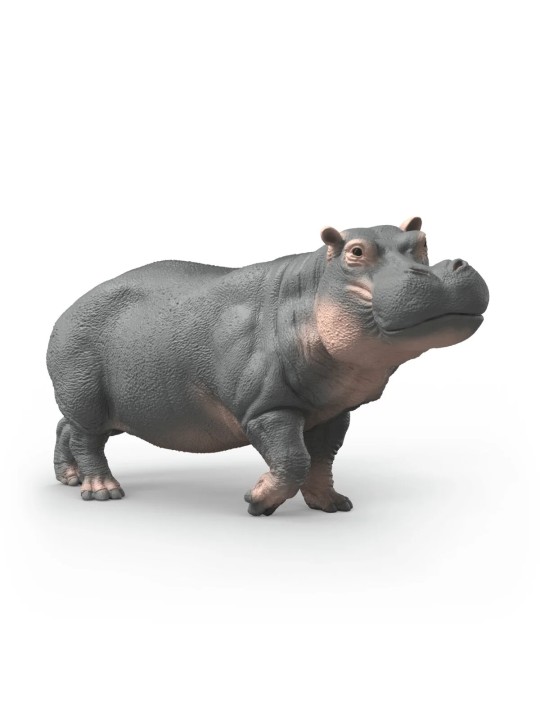 Wild life - Hippotame
