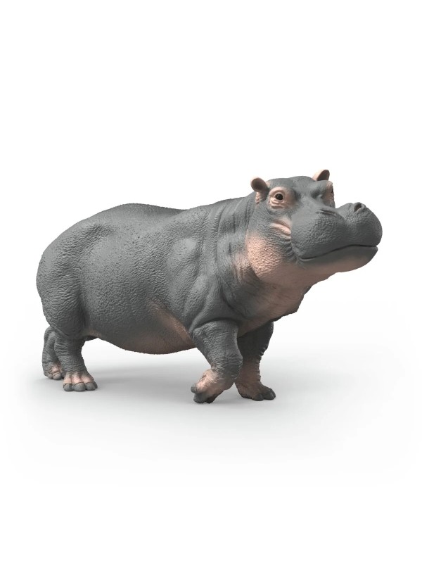 Wild life - Hippotame