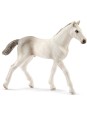 Horse club - Poulain Holstein